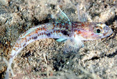 Buenia jeffreysii_003.jpg